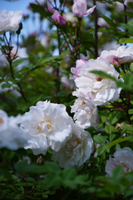 DSC_4689.webp
