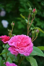 DSC_4690.webp