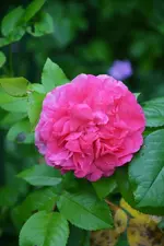 DSC_4695.webp