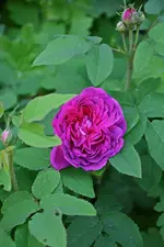 DSC_4702.webp