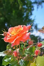 DSC_4705.webp