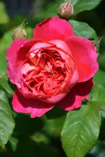 DSC_4706.webp