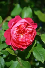 DSC_4707.webp