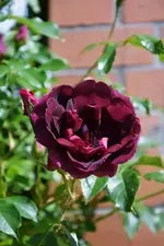 DSC_4710.webp