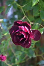 DSC_4711.webp