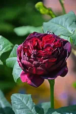 DSC_4715.webp