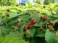 Moschuserdbeere (1).webp