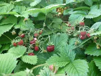 Moschuserdbeere (2).webp