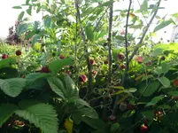 Moschuserdbeere (4).webp
