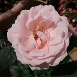 Rose_Clair_Renaissance_geöffnet.JPG