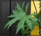 comp_DSC09521.webp