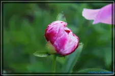 comp_DSC03769.webp