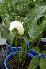 _DSC8415.webp