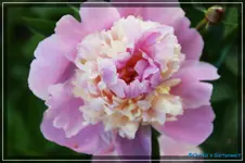 comp_DSC03772.webp