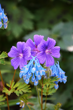 DSC_4720.webp
