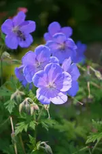 DSC_4721.webp