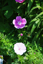 DSC_4724.webp