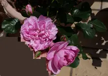 Balkonrose.webp