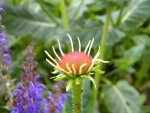 DSCN9051.jpg