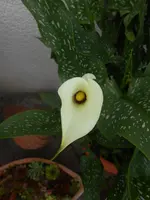 DSCN2535.webp