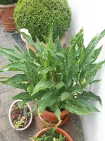 DSCN2595.webp