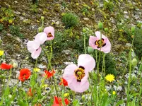 DSCN8086.webp
