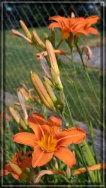 comp_DSC09530.webp