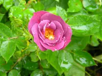 DSCN8224.webp
