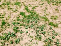 gras3.webp