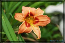 comp_DSC03781.webp