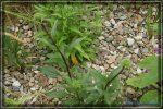 comp_DSC03788.jpg