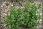 comp_DSC03790.jpg