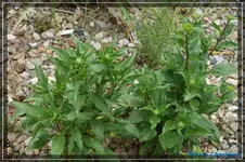 comp_DSC03790.webp