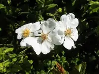 Bilda096.webp