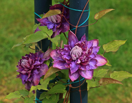 Vyvyan Penell_erste Blüten_13062015_makro_700.webp