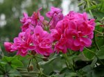 Geranium_pink_makro2_700.JPG