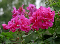 Geranium_pink_makro2_700.webp
