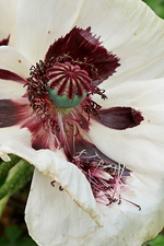 weisser Mohn_abblühend_whisthering3_700.webp