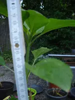 DSC04350.webp