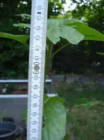 DSC04351.webp