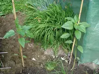 DSC04361.webp