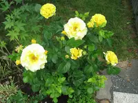 IMG_4189.webp