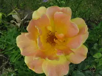 IMG_4193.webp