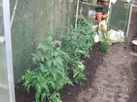 Tomaten (2).webp