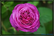 Heidi Klum Beetrose Tantau 2006.webp