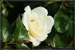 Schneewalzer Kletterrose Tantau 1987.jpg