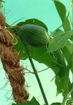 Luffa.webp