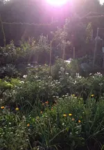 Gartenabend2.jpg