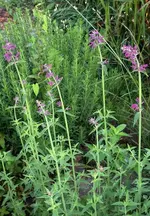 Agastache Mexicana.webp