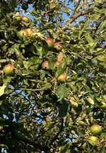 Apfel.webp